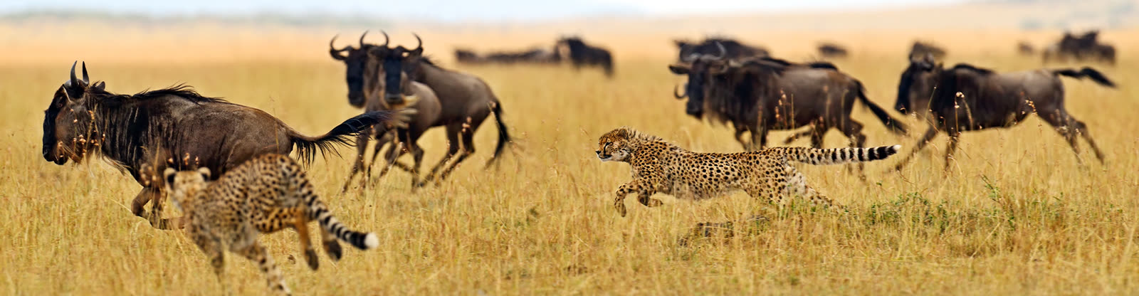 Africa